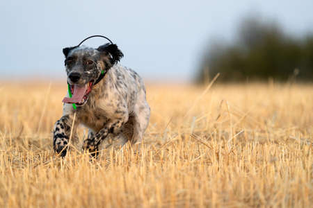 Pointer pedigree dog running with gps radio