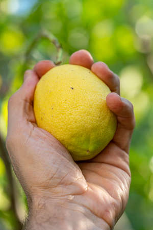 Left hand holding imperfect lemon with dotsの写真素材