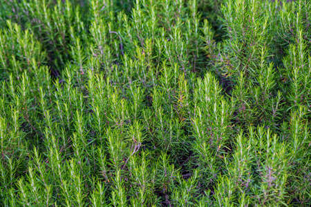 Rosemary plant background with shallow depth of fieldの写真素材