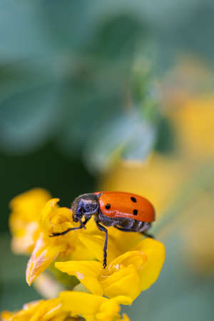 Red bug over yellow flower with text space