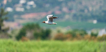 Profile view of seagull with open wingsの写真素材