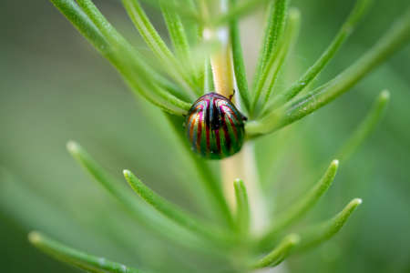 Closeup of colorful bug over rosemary plantの写真素材
