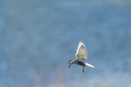 Common tern in flight with extended wings against blurred backgroundの写真素材