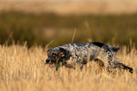 Pointer pedigree dog running in the field with tongue outの写真素材