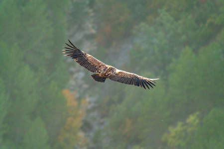 Top view of vulture gliding over the forestの写真素材