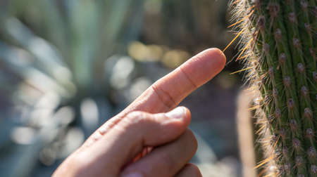 Backlit of finger and cactus spineの写真素材