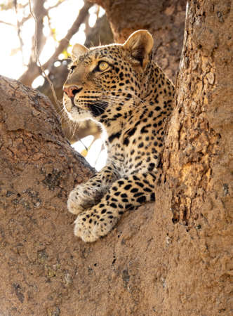 Wild leopard on top of the tree looking for preysの写真素材