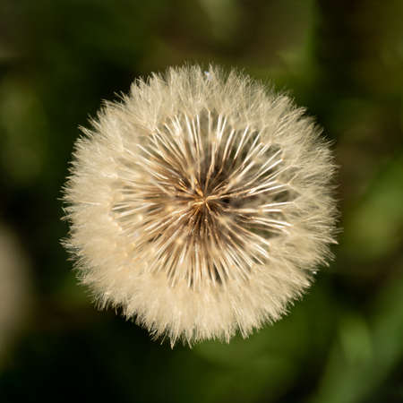 Dandelion top view closeup over blurred backgroundの写真素材