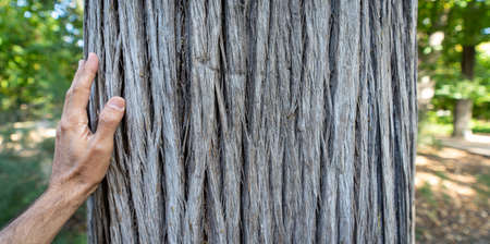 Tree trunk and man left and over itの写真素材
