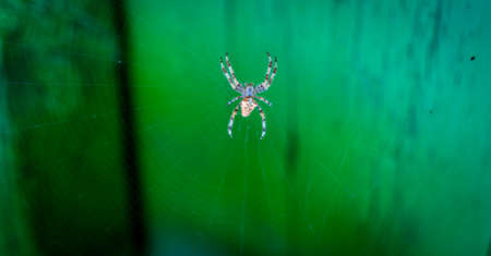Detail of spider in the center of the spiderwebの写真素材