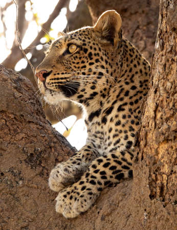 Wild leopard on top of the tree looking far for preys