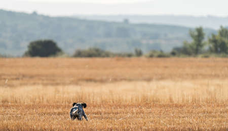 Pointer pedigree dog running over wheat fieldの写真素材