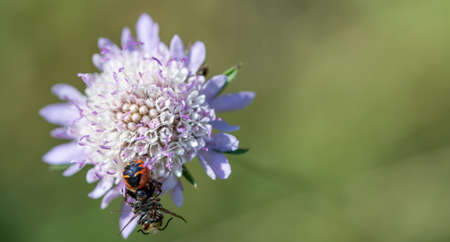 Spider taking down a bee over the flowerの写真素材