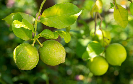 Two faulty lemons with skin marks against blurred backgroundの写真素材