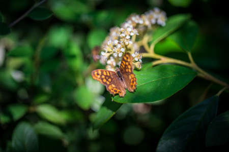 Butterfly over the green leaf near the flowers