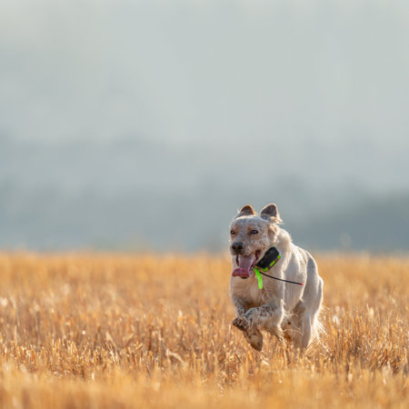Pointer pedigree dog running over wheat fieldの写真素材
