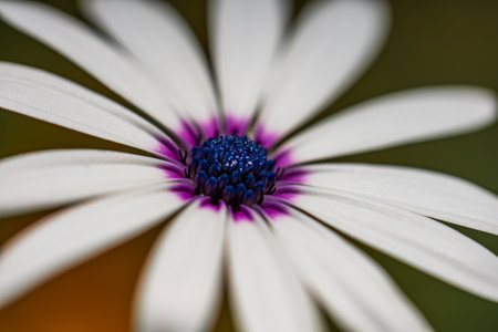 Daisy flower closeup view with shallow depth of fieldの写真素材