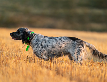 Pointer pedigree dog standing over wheat field with control collar