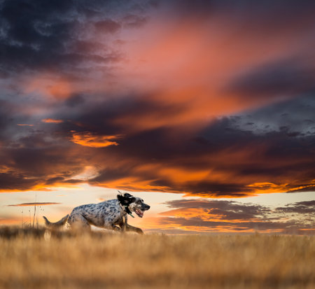 Pointer pedigree dog running over the horizonの写真素材