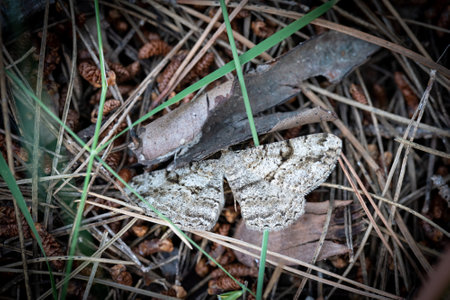 Top view of camouflaged moth in the ground
