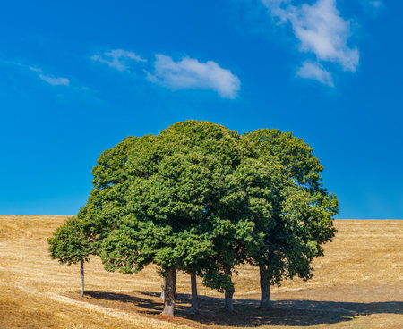 Chestnut tree group in the middle of crop fieldの写真素材