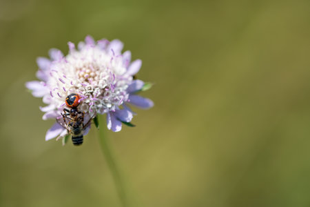 Spider vs bee over flower with blurred backgroundの写真素材