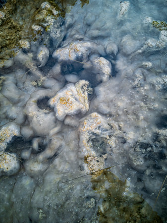 Waterweed in the river top view closeup background imageの写真素材