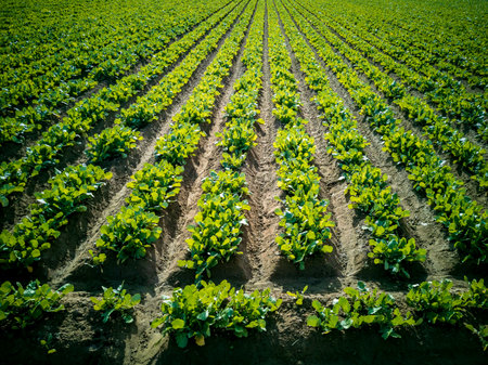 Vegetable massive rows growing in the fieldの写真素材