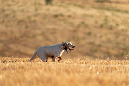 Pointer pedigree dog running with training collarの写真素材