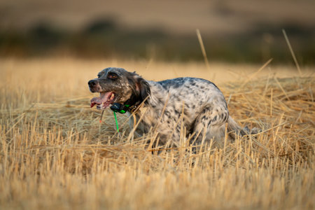 Pointer pedigree dog running on the field