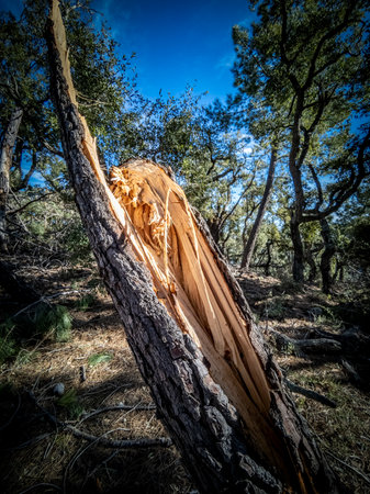 Broken pine tree trunk after the galeの写真素材