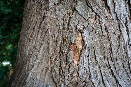 Scratch in the middle of the huge trunkの写真素材