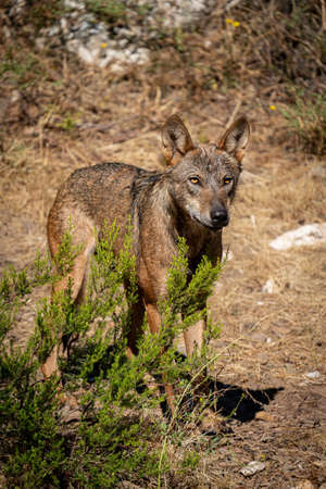 Canis Lups Signatus searching for preys in the bushの写真素材