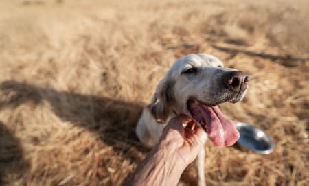 Hand stroking pointer pedigree dog with focus on noseの写真素材