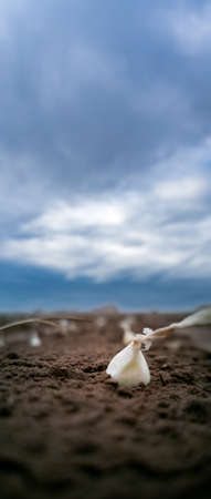 Onion plantation closeup view with sky for text spaceの写真素材