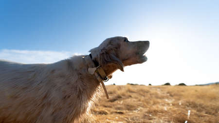 Back light of dog howling to the sun