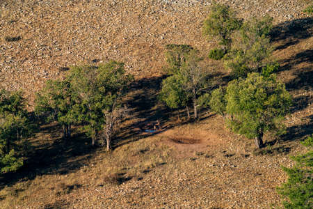 Male fallow deer near the waterhole, long shotの写真素材