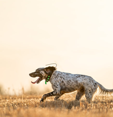 Pointer pedigree dog jumping over wheat field with clear skyの写真素材