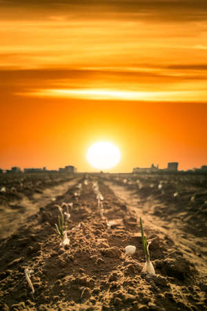 Onion plantation closeup view with orange sky for text spaceの写真素材