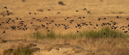 Bunch of black birds flying in the wildの写真素材