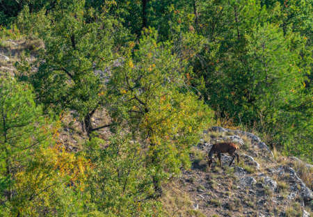 Top view of deer feeding in the clearingの写真素材