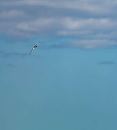 Bird flying with fish in the beak and text space