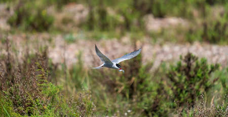 Bird with little fish in the beakの写真素材