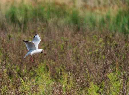 Bird in flight trying to land over the nestの写真素材