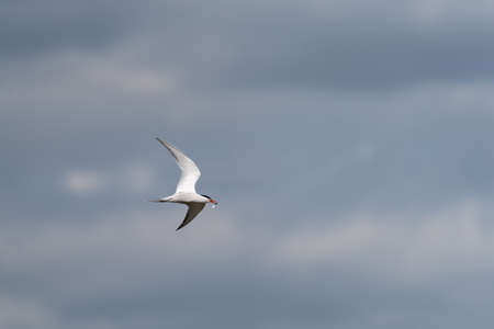 Isolated Bird flying  and cloudy sky background.の写真素材