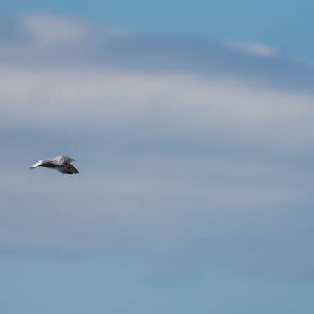 Bird flying and blue sky background.の写真素材