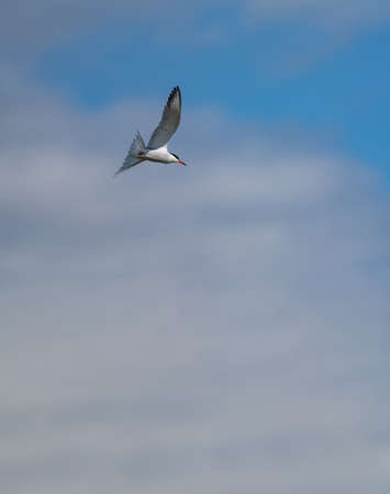 Bird flying and the blue sky background.の写真素材