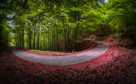Spectacular horse shoe curved road inside beech forestの写真素材
