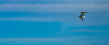 Isolated Bird flying with fish in the beak and text space