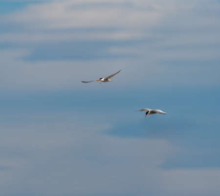 Bird flying with fish in the beak over cloudy skyの写真素材
